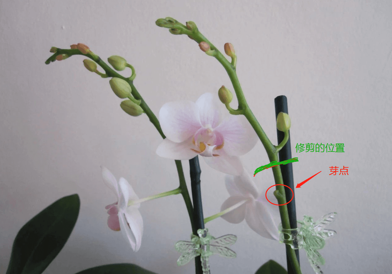 了解蝴蝶兰的一些基本常识，再不怕掉花苞，促进开花很容易