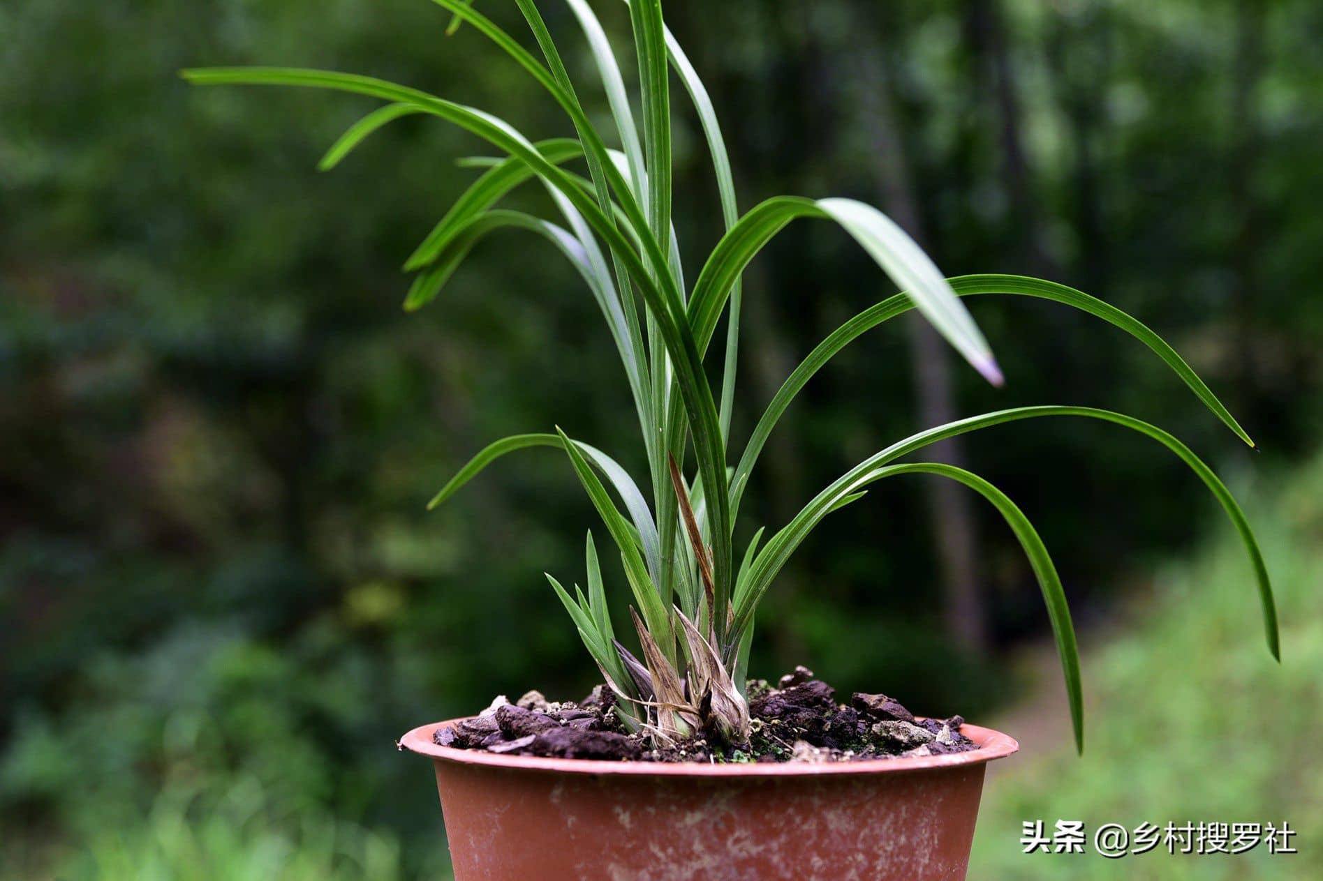 水養蘭花怎麼養最好(蘭花用水養還是用土養)_花伴網