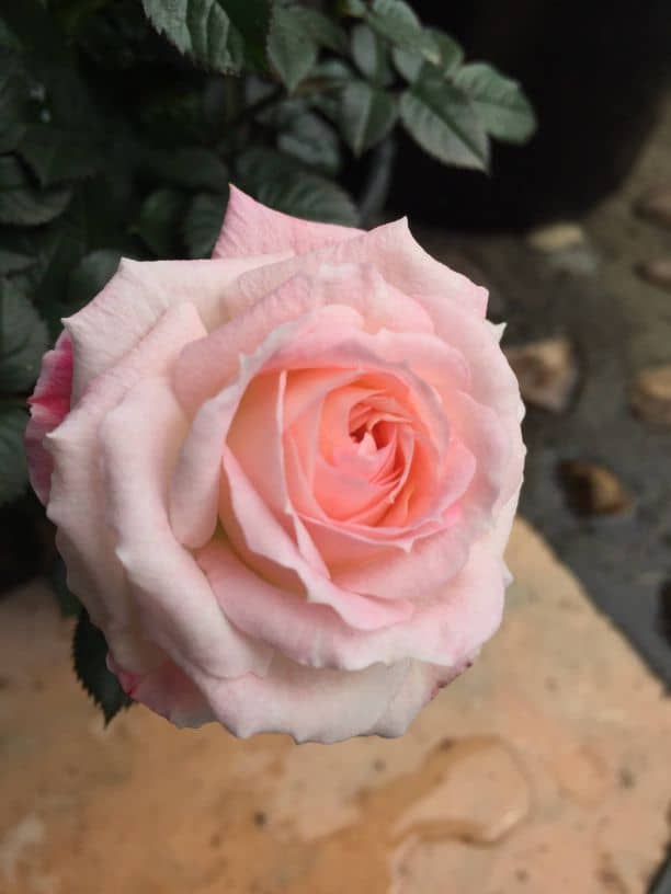 一款可以在家养的盆栽“玫瑰”，花色美，花期长，深受花友喜爱