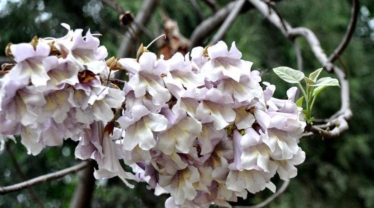 泡桐花为圆锥花序,花朵为喇叭形或钟形,花冠淡紫色或者是白色的,花期