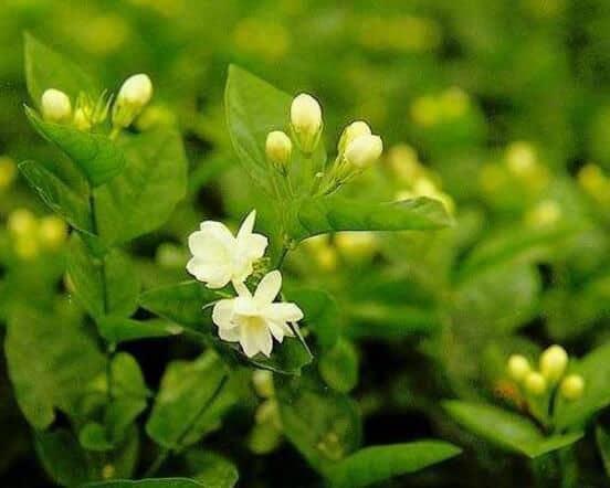 茉莉花什麼時候開花,茉莉花一年可開三次花