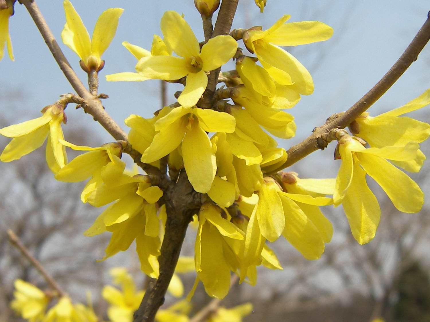 适合迎春花生长的土壤