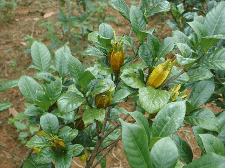 枝枝花果实图片