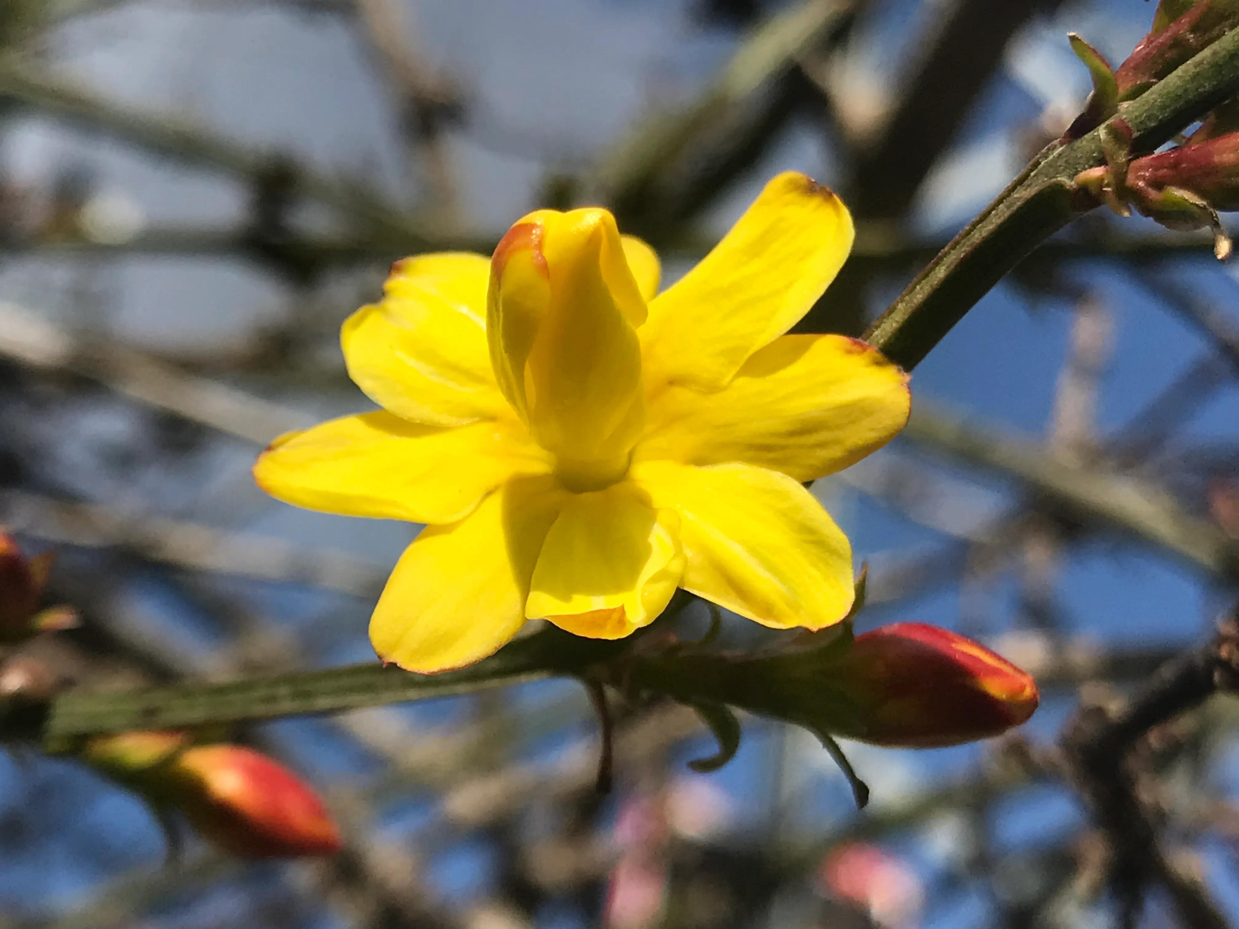 迎春花其它用处图片