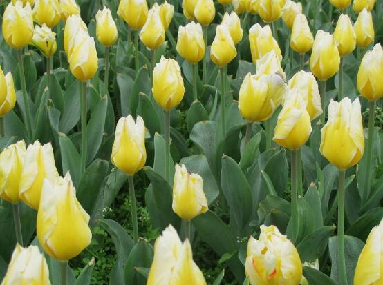 郁金香什么时候开花，每年3-5月开花