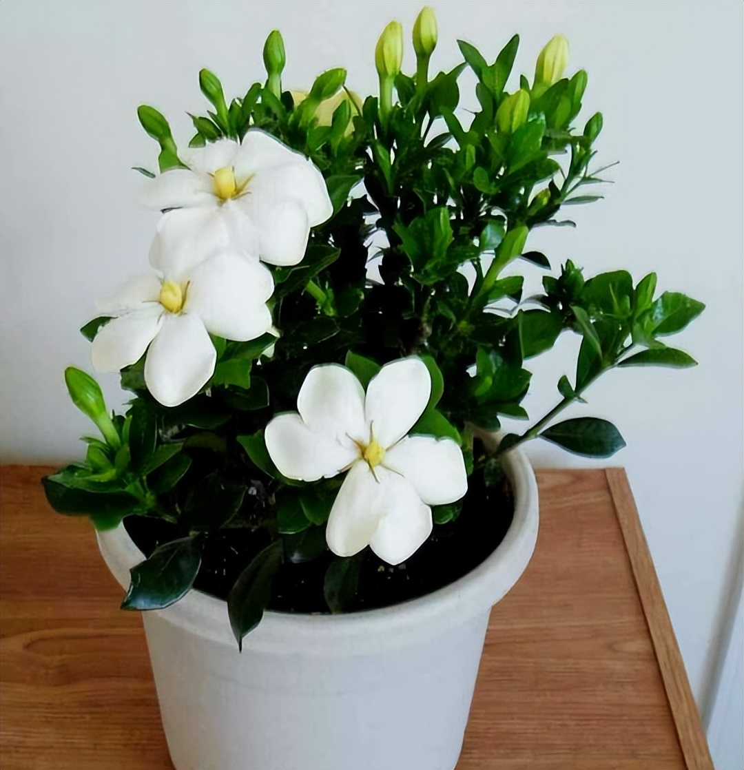 5月开花的植物，花香正浓，推荐这6种，养护方法简单