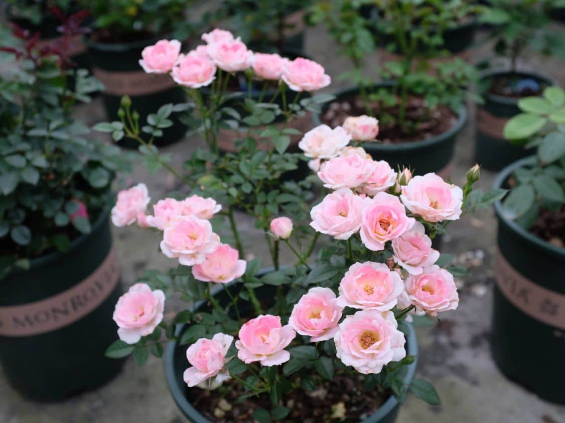 一款可以在家养的盆栽“玫瑰”，花色美，花期长，深受花友喜爱