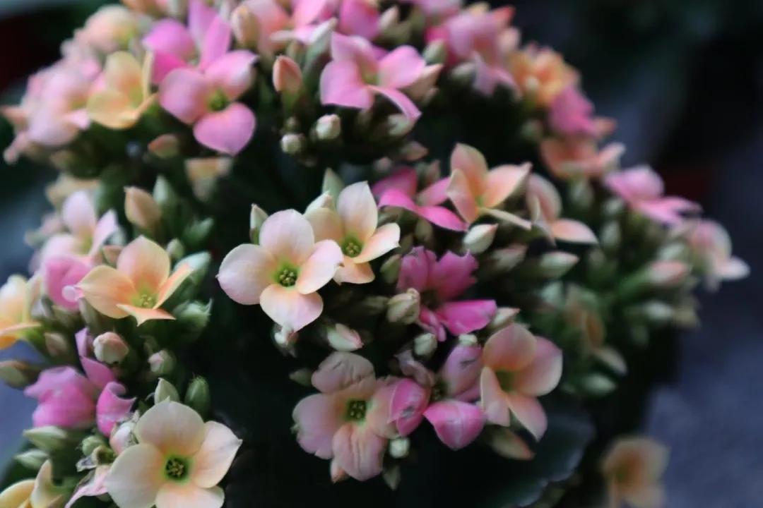 長壽花廠家(長壽花品牌資料介紹)_花伴網