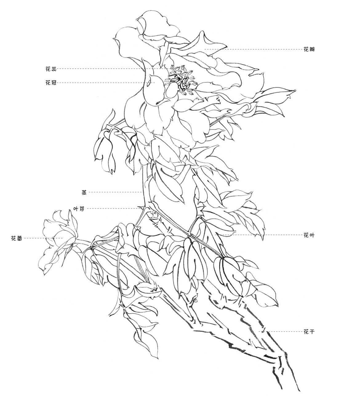 牡丹画法步骤图 铅笔图片