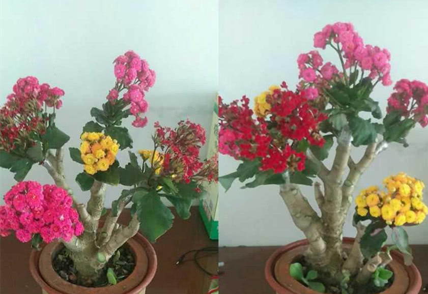 养长寿花，用这法，1年就能成老桩，开满五色花，独特又吉祥