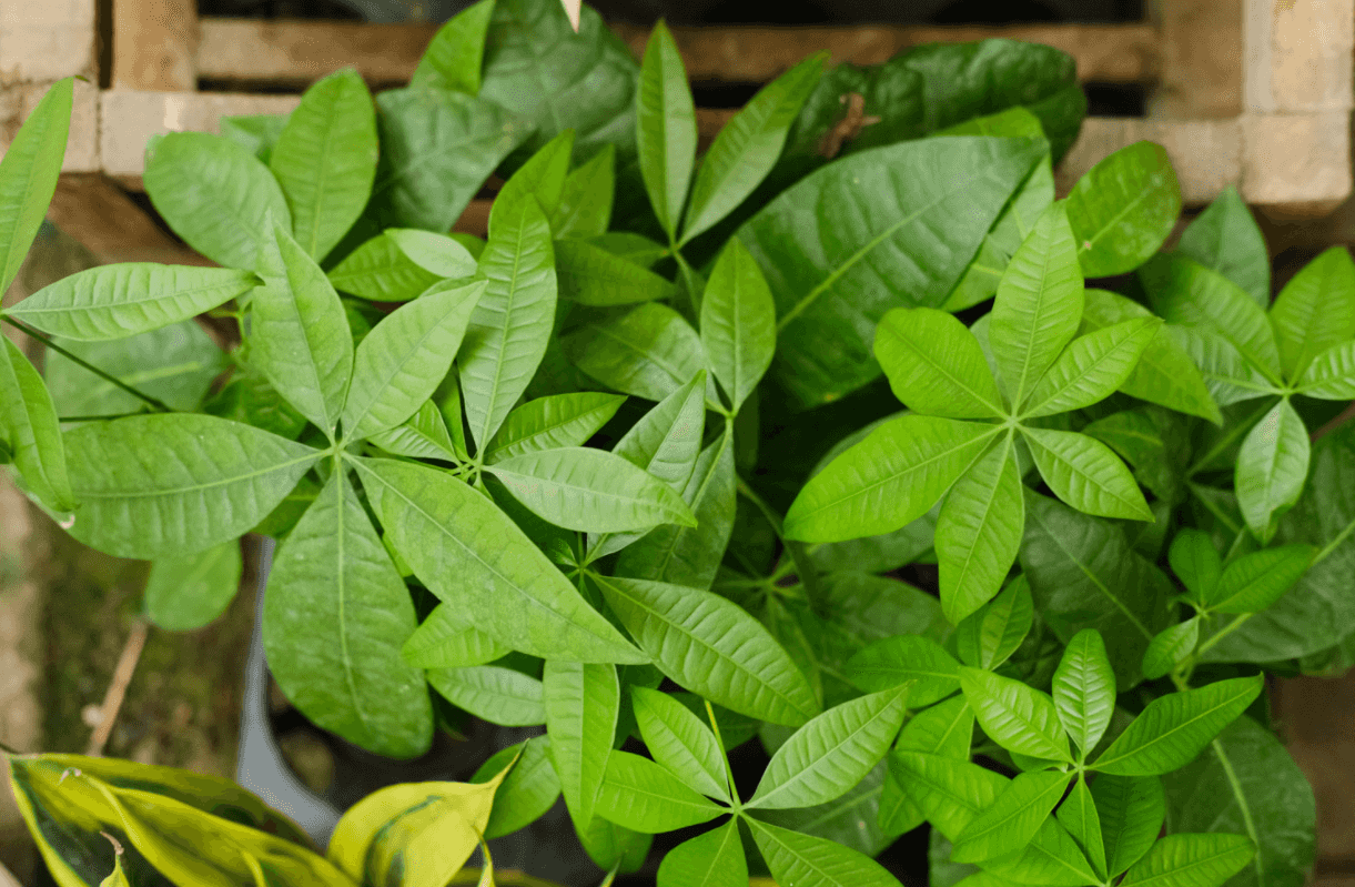 发财树能在室外过冬吗?(能室外过冬的植物)