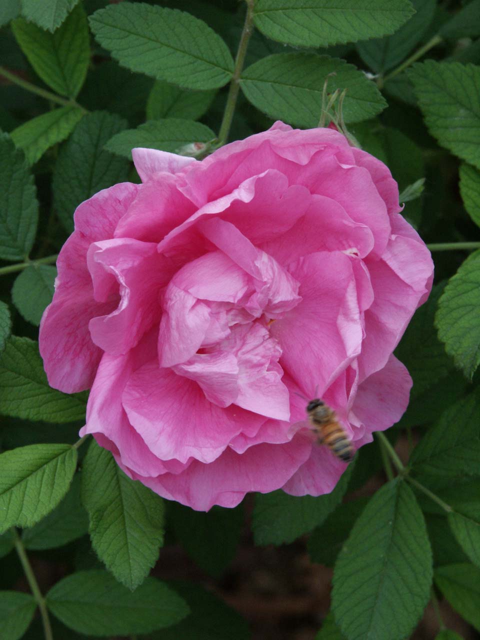 玫瑰：花期长，花艳，芳香，甜蜜，是世界著名的观赏植物
