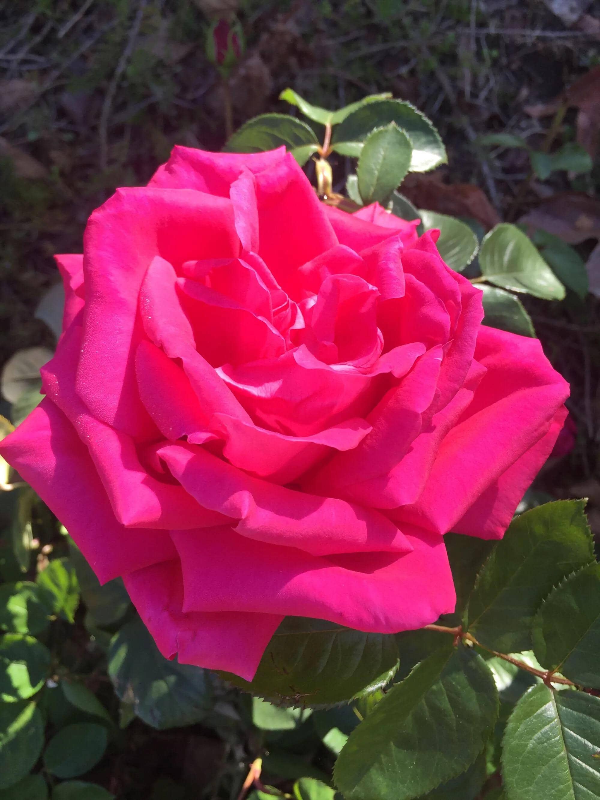 玫瑰花的颜色描写图片