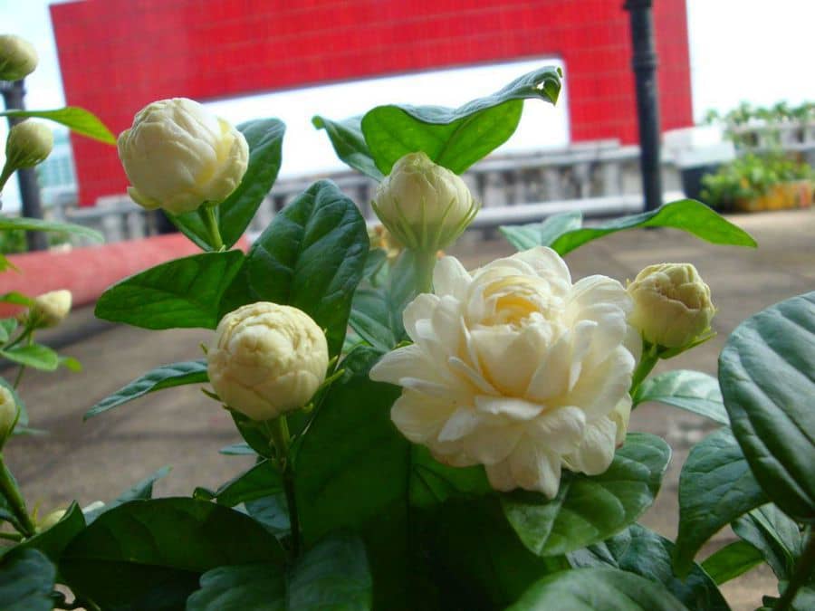 茉莉花很香，5种常见的茉莉花品种，分享给你