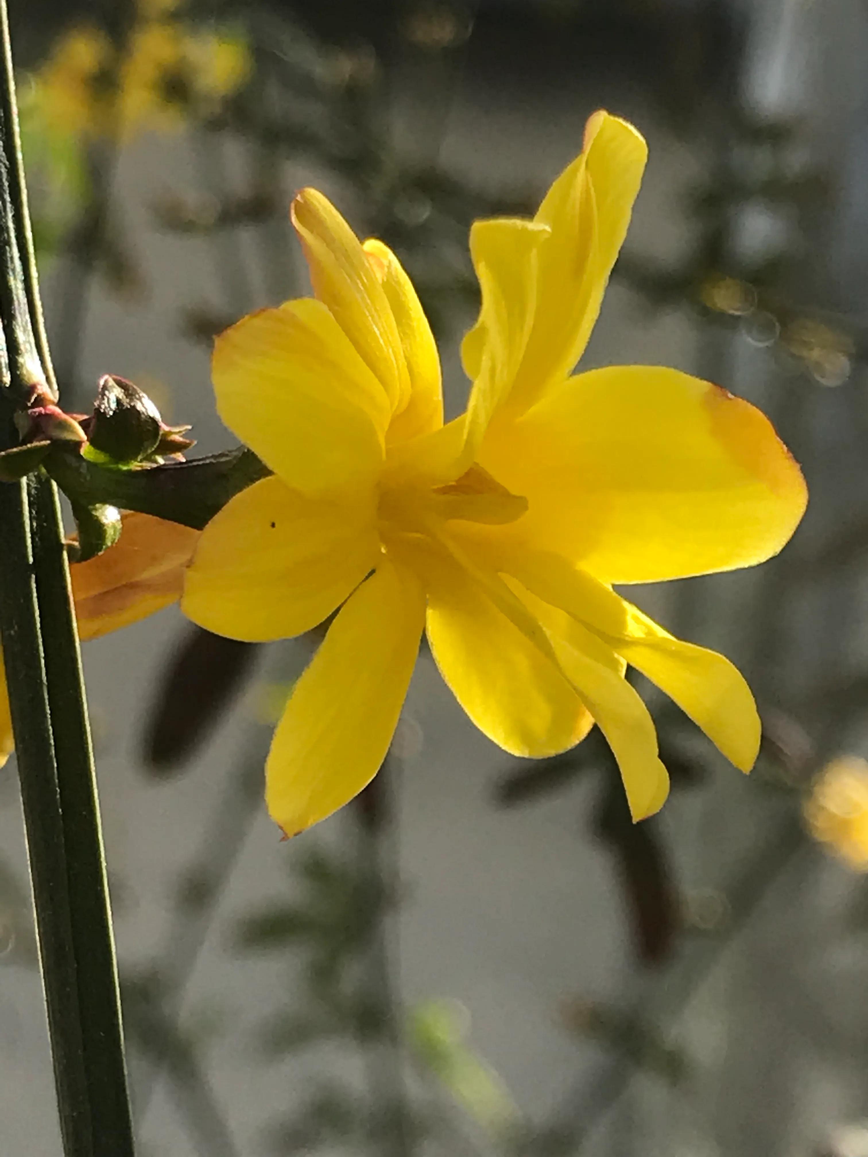 迎春花其它用处图片