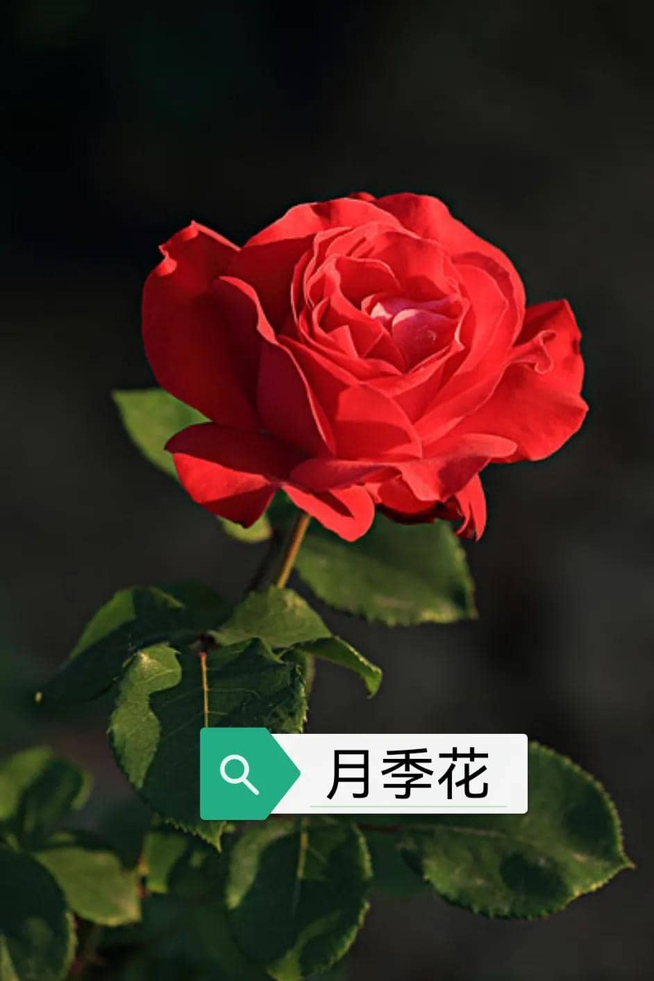 月季花的味道描写图片