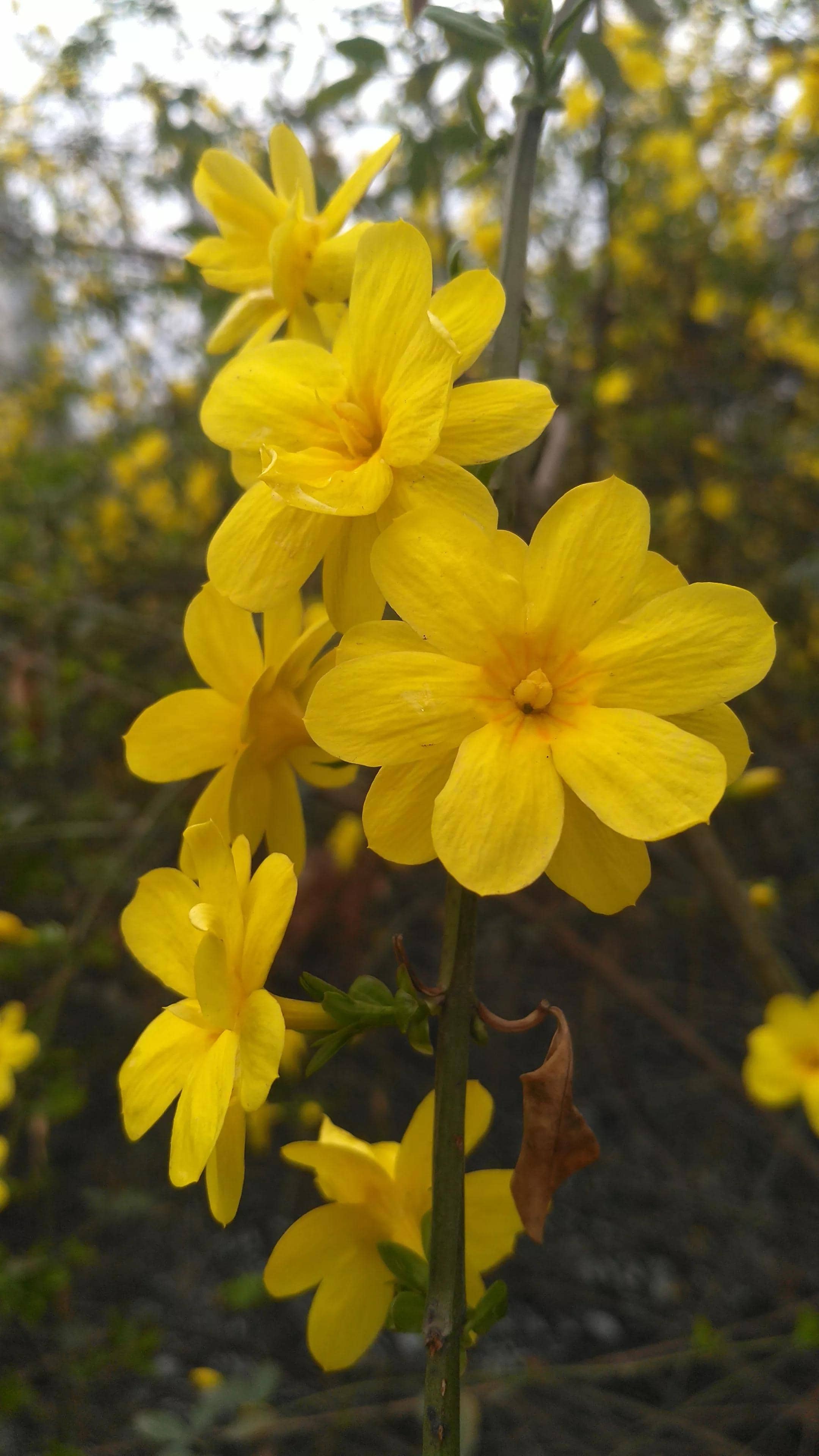 迎春花为什么叫迎春花图片