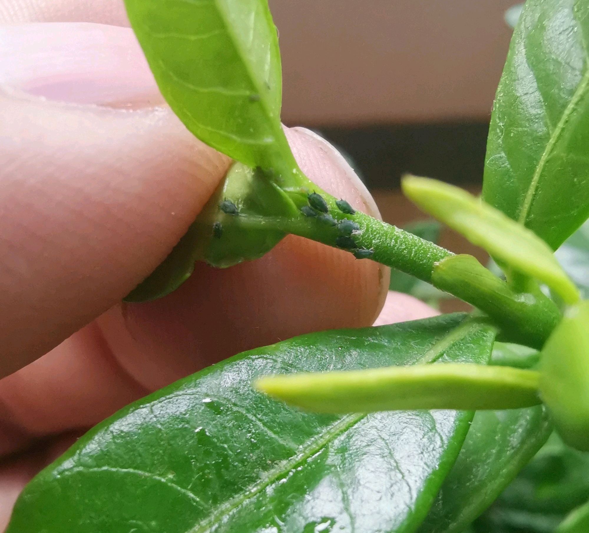 第一天养栀子花,发现栀子花枝条上有绿色的虫子,怎么解决?