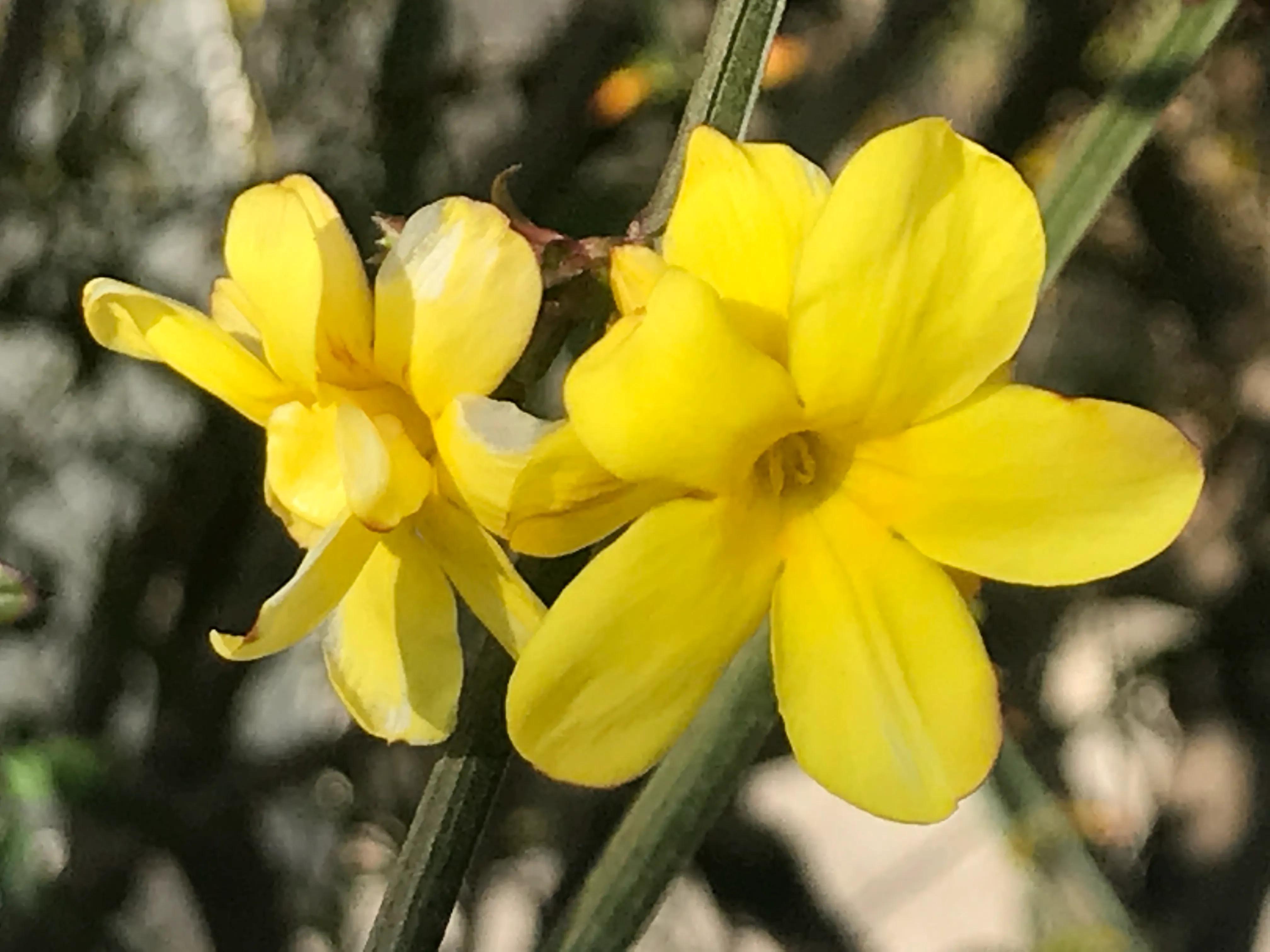 植物朋友迎春花图片