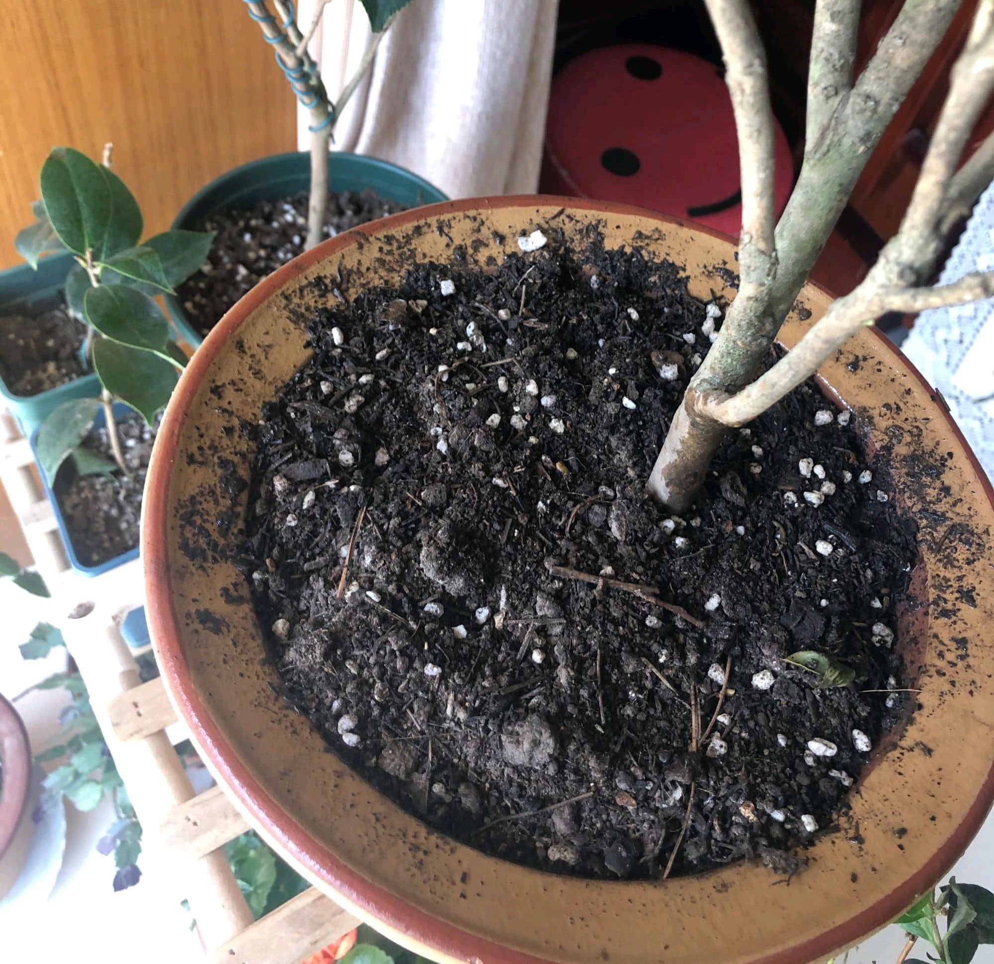 茶花老叶发黑，嫩芽枯萎，修剪了顶芽一样枯萎怎么回事？